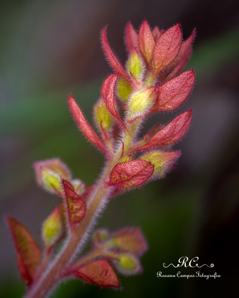 0022-Chapada_dos_Veadeiros_Janeiro_Rosana