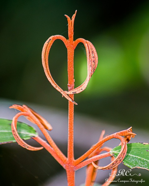 0235-Chapada_dos_Veadeiros_Janeiro_Rosana