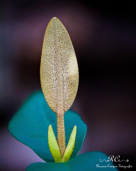 0299-Chapada_dos_Veadeiros_Janeiro_Rosana