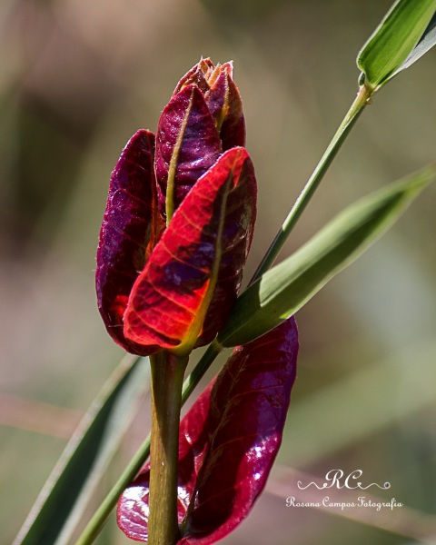 0758-2019-marco-Indaia-Itiquira