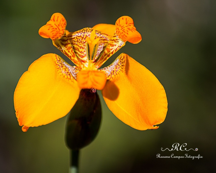 0761-2019-marco-Indaia-Itiquira