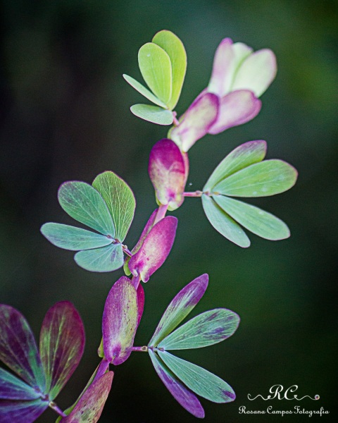 0802-2019-marco-Indaia-Itiquira