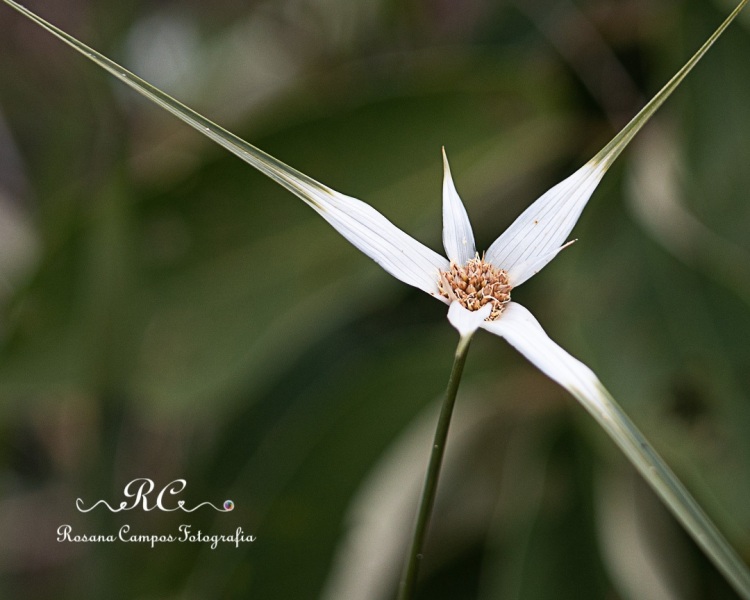 2020-12-04-Paraiso-na-Terra-0799