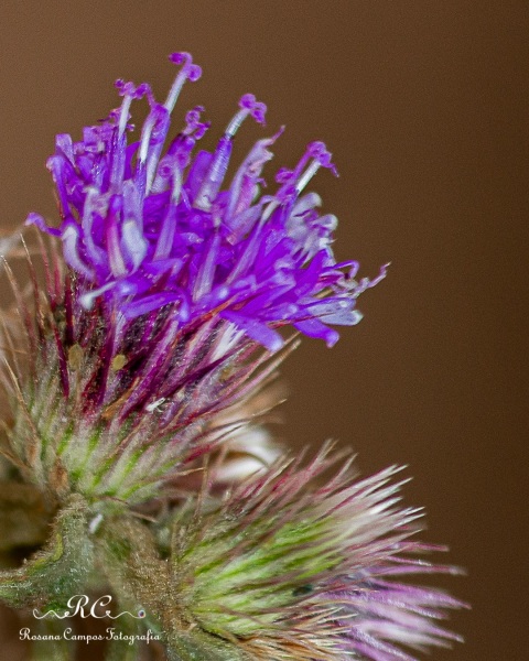 2986-2019-10-03_Flores_ParqueGuara