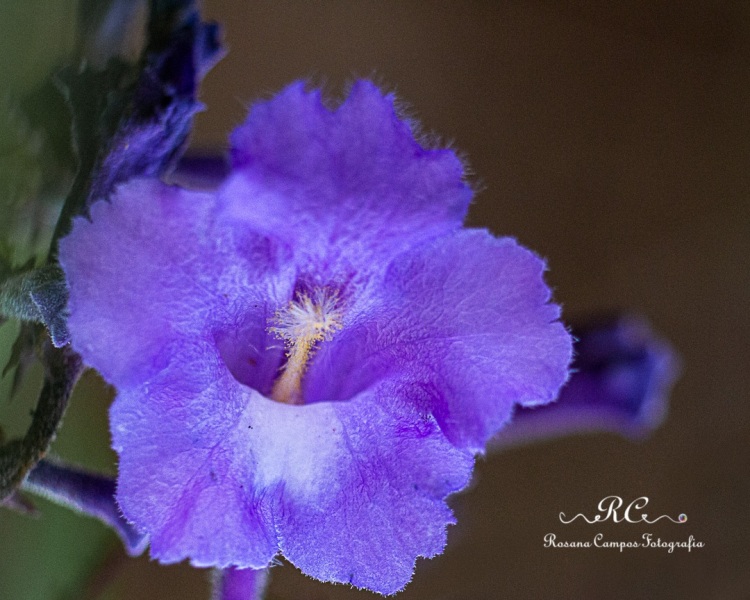 2990-2019-10-03_Flores_ParqueGuara