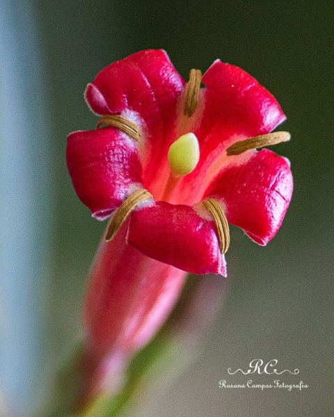 3783-2019-10-17_Passeio_Chapada_Imperial