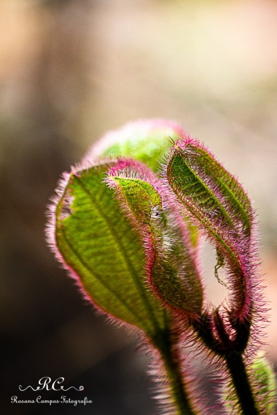 3796-2019-10-17_Passeio_Chapada_Imperial