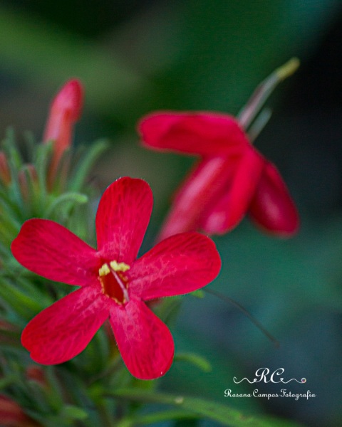 8402-Chapada_dos_Veadeiros_Julho_Flores