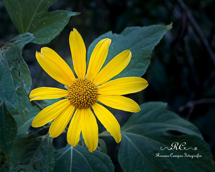 9632-Chapada_dos_Veadeiros_Janeiro_Rosana