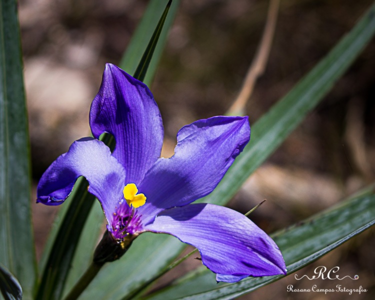 9636-Chapada_dos_Veadeiros_Janeiro_Rosana