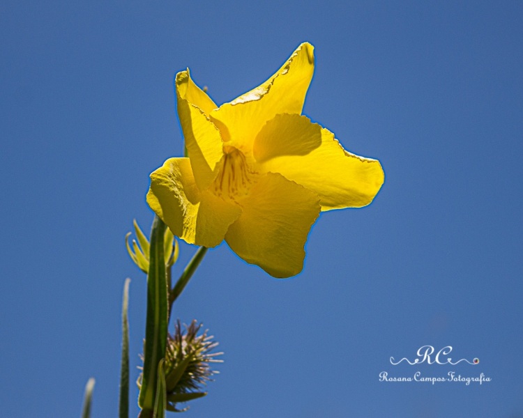 9638-Chapada_dos_Veadeiros_Janeiro_Rosana