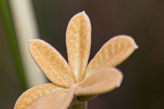 0984-Poco_Azul_Maio