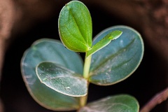 0985-Poco_Azul_Maio