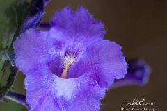 2990-2019-10-03_Flores_ParqueGuara