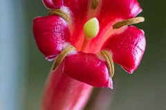 3783-2019-10-17_Passeio_Chapada_Imperial