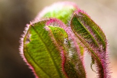 3796-2019-10-17_Passeio_Chapada_Imperial