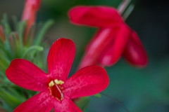 8402-Chapada_dos_Veadeiros_Julho_Flores