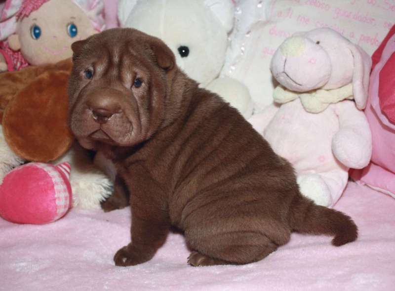 Femea-Chocolate-1-43-dias-c