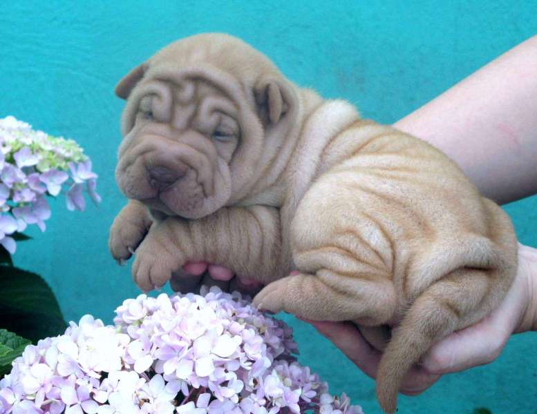 Femea-abricot-21-dias-003