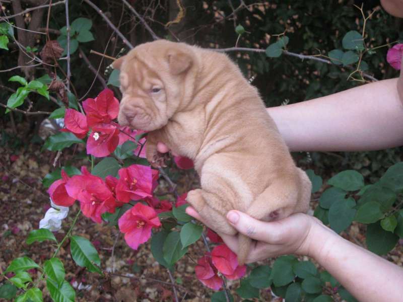 Femea-abricot-25-dias-010