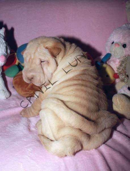 Femea-creme-Mel-58-dias-6