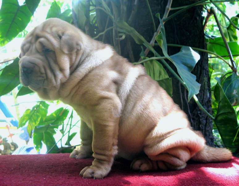 Femea-dourada-54-dias-3