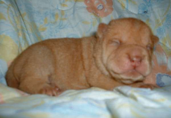 Filhotes-Fiorella-femea-abricot-10-dias