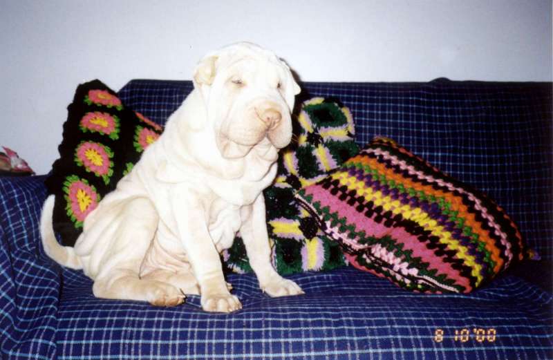 Lilo-no-sofa-da-vovo-Sirlei