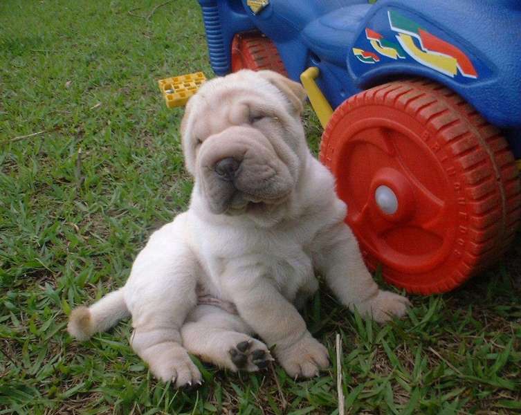 Machinho1-c