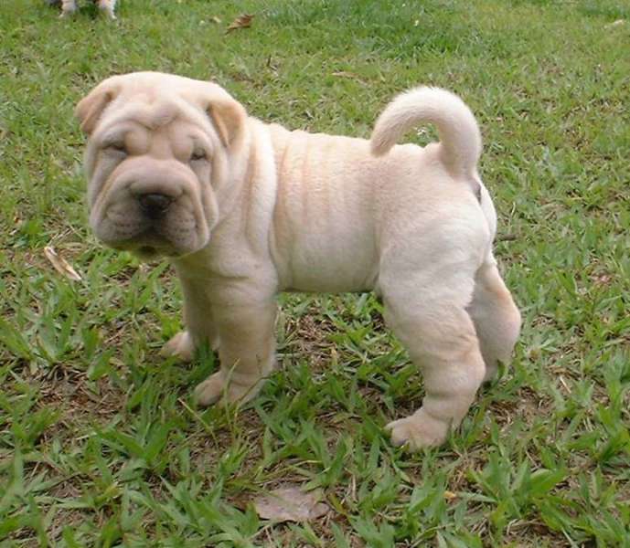 Machinho2-b-ed