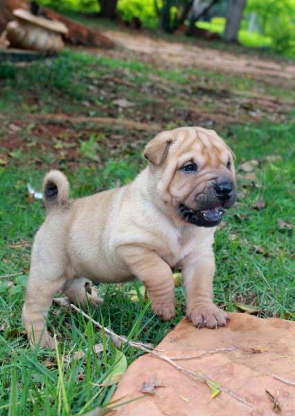 Macho-Poli-4-35-dias-c