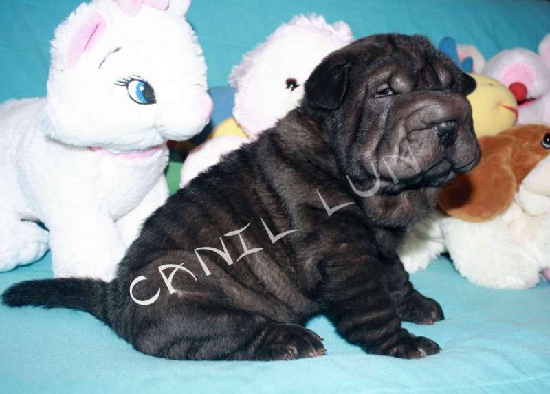 Macho-Preto-Silver-43-dias-4