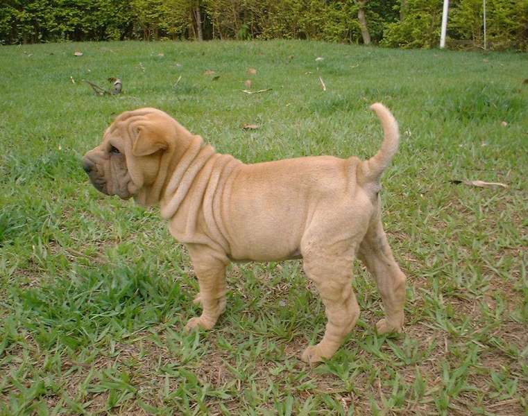 Macho-dourado-60-dias-d