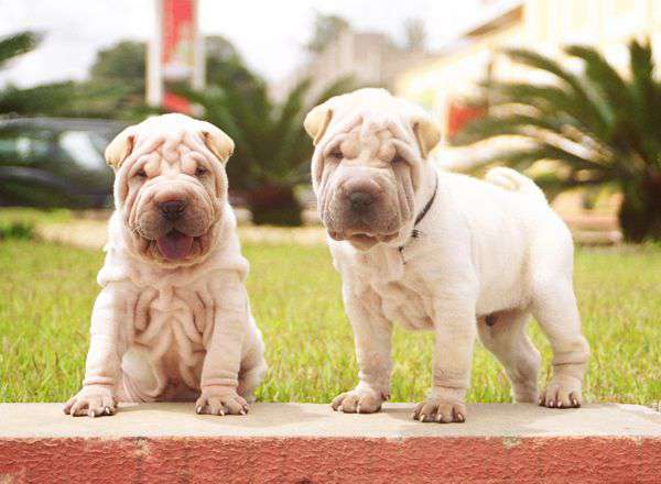 Macho-e-femea-horse-1