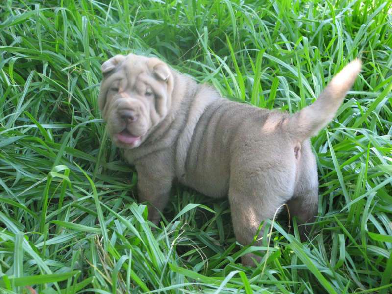 Macho-lilac-74-dias-015