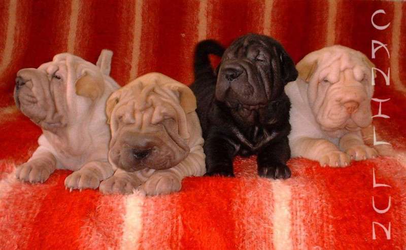 Ninhadinha-22-02-2001