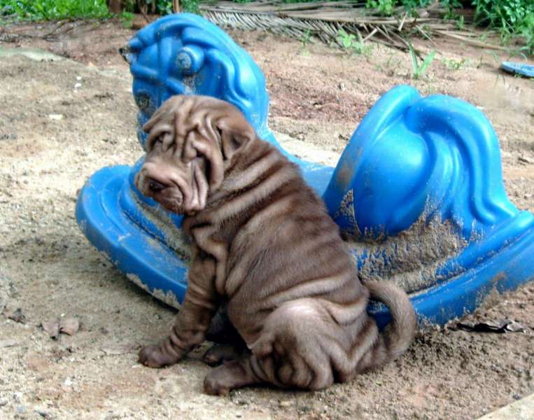 Po-Mei-80-dias-5-rec