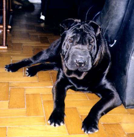 Popo-gala-deitado-ao-lado-do-sofa-menor