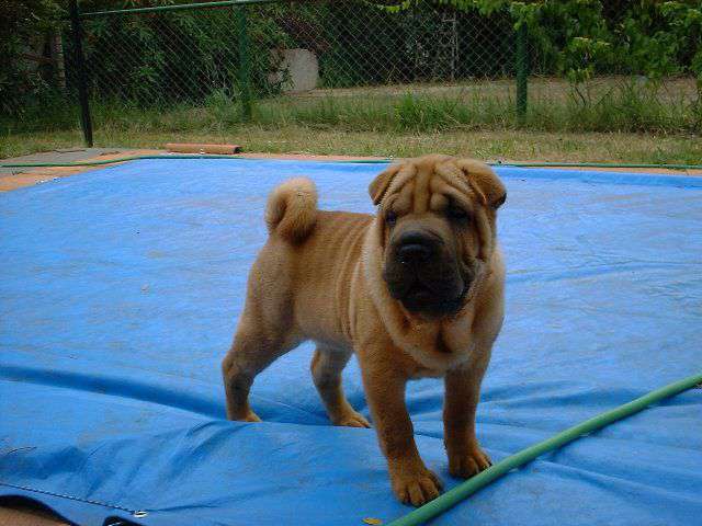 Ruby-na-piscina