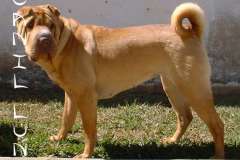 Dolly-24-07-01