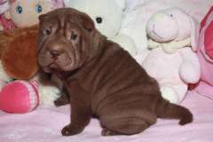 Femea-Chocolate-1-43-dias-c
