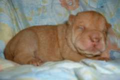 Filhotes-Fiorella-femea-abricot-10-dias