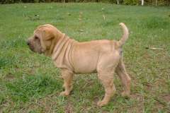 Macho-dourado-60-dias-d
