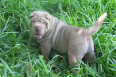 Macho-lilac-74-dias-015