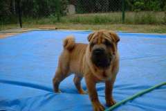 Ruby-na-piscina